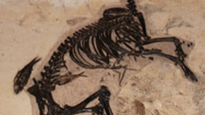 Scottsdale Gallery Features Ancient Horse Fossil