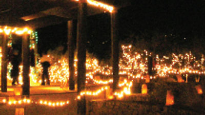Tohono Chul Park's Botanical Gardens Sparkle