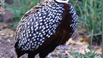 Summer Bird-Watching in Arizona