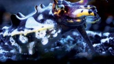 Aquarium of the Pacific Opens New Gallery