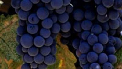 Napa Valley and Harvest Inn Celebrate Flavor