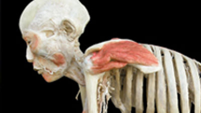 Bodies Revealed Exhibit Visits Boise