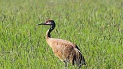 Montana Guest Ranch Offers Birding Adventure