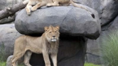 Oregon Zoo Earns Award, Reaccreditation