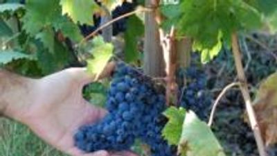 Wine Culture Thrives in Texas Hill Country