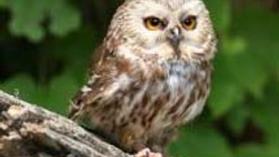 Halloween is a Hoot at Salt Lake's Tracy Aviary