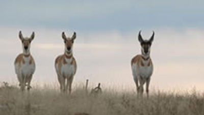 Wyoming Wildlife Eco Tours