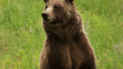 Wolf and Bear Expedition