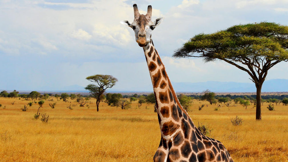 Industry Q&A: Teresa Sullivan, Safari Pros