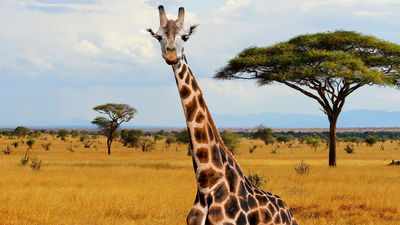 The Safari Pros network is made up of Africa specialists. // © 2017 Getty Images
