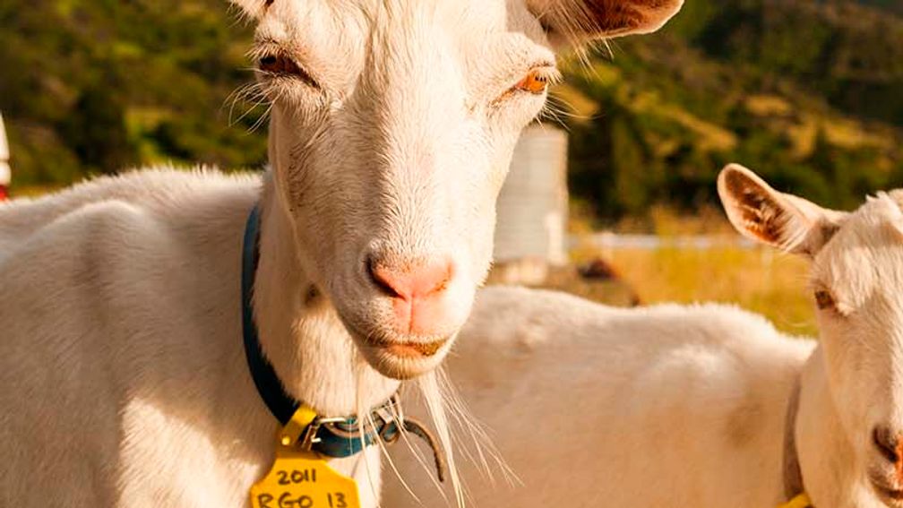 NZCheeseTrail_FEATURE