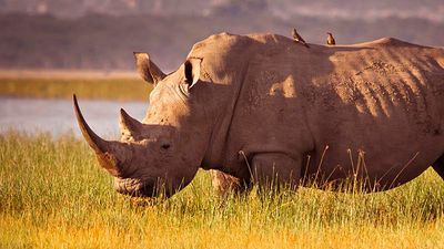 One of the biggest highlights of a family trip to Africa is seeing rhinos up close. // © 2017 iStock