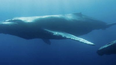When clients visit Tonga, Takapu recommends they swim with humpback whales under the guidance of a local tour operator. // © 2015 Thinkstock