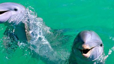 It is common to see around 20 dolphins during the trip. // © 2015 Thinkstock 2