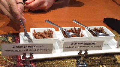 Guests get to pick which bugs they would like to eat. // © 2015 Erin Gifford 2