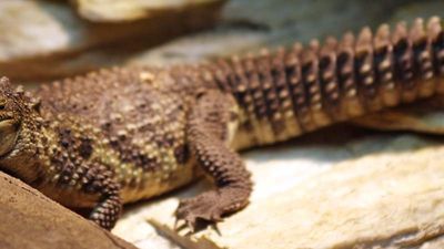 Kids can visit scaly creatures at Croco Cun Zoo. // © 2015 2