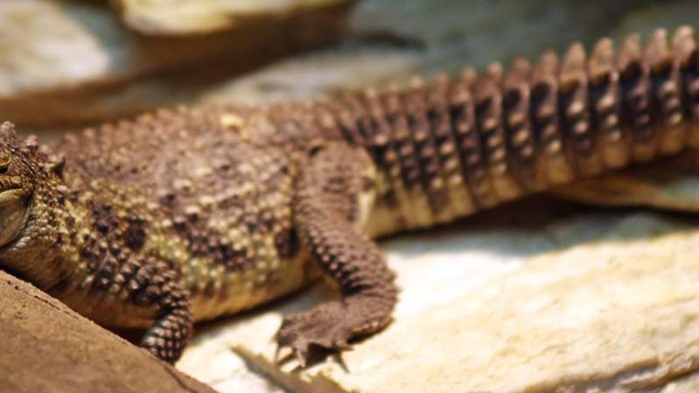 Kids can visit scaly creatures at Croco Cun Zoo. // © 2015 2