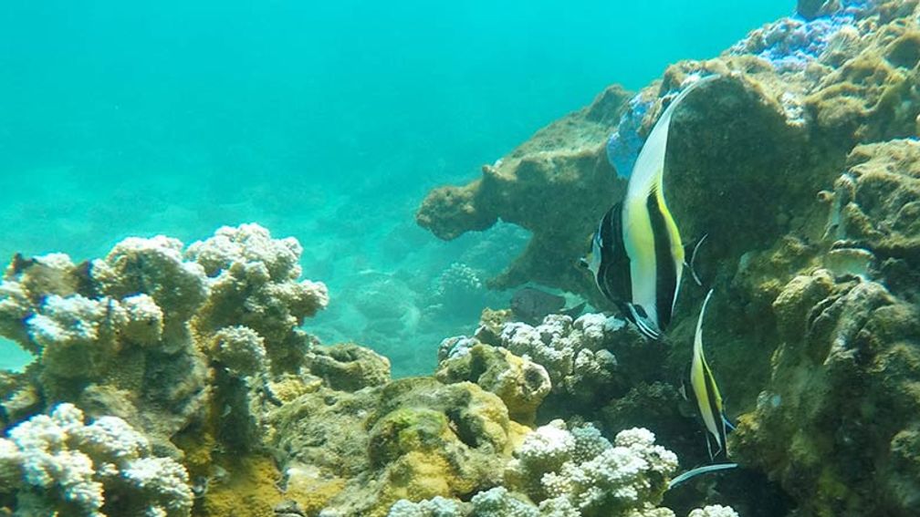 The snorkel and underwater-photography excursion is fun and educational. // © 2015 The Ritz-Carlton, Kapalua 2