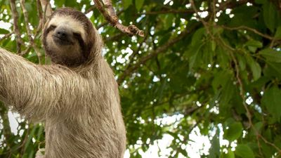 Sloths are known to hang out at local lodges. // © 2015 iStock 2