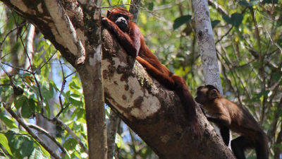 Howler monkeys live in the rainforest. // © 2015 Arnie Weissmann 2