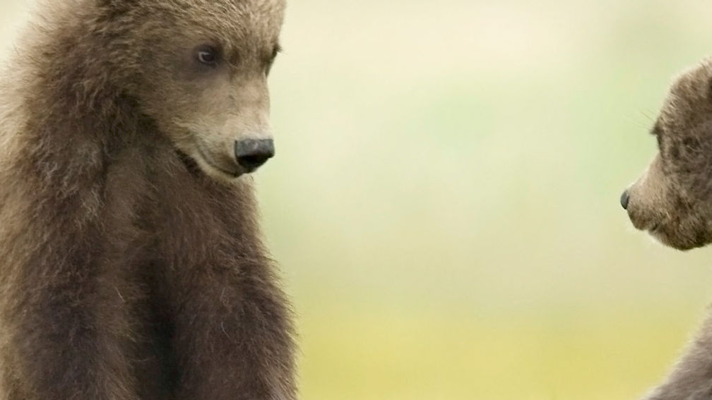 Kids can see bears up close at a discovery center in Yellowstone National Park. // © 2015 iStock 3