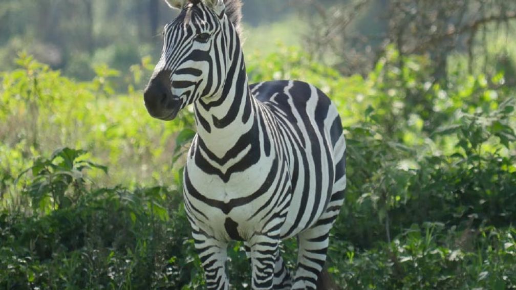 Intrepid tours combine wildlife viewing with cultural activities. // © 2016 Sarah Pittard 2