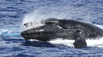 Each winter, humpback whales are easy to spot in Hawaii's waters. // © 2016 Atlantis Adventures 2