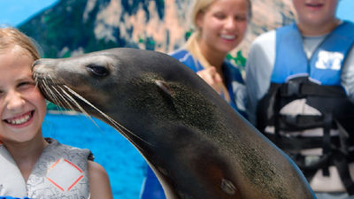 Sea Life Park offers a Sea Lion Encounter. // © 2016 Sea Life Park