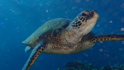 Snorkelers might spot turtles on a tour. // © 2016 Hawaiian Paddle Sports 2