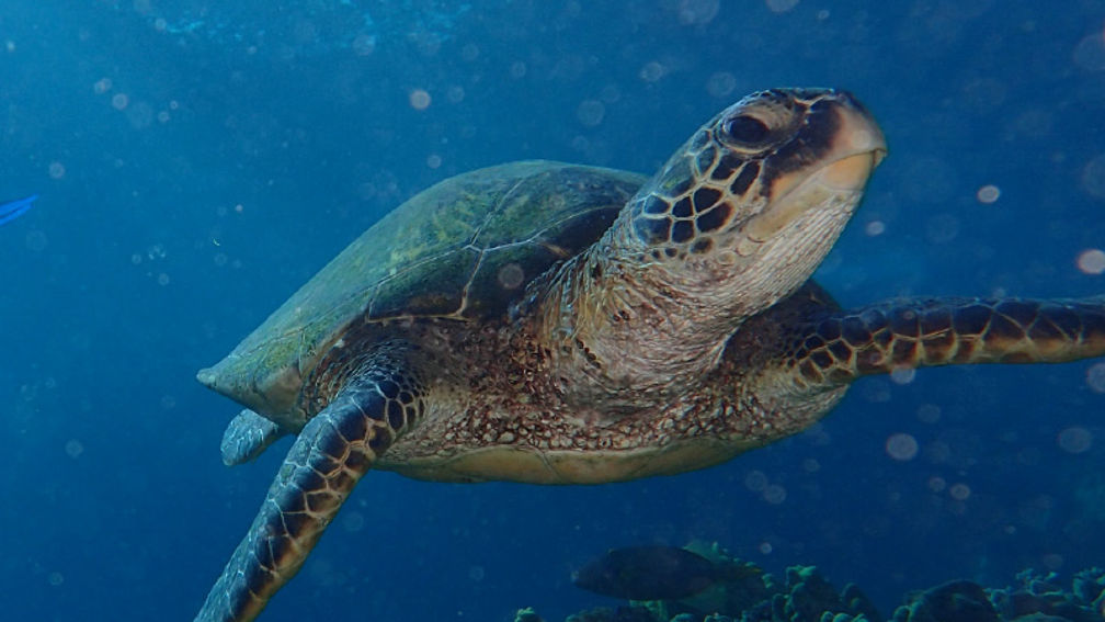 Snorkelers might spot turtles on a tour. // © 2016 Hawaiian Paddle Sports 2