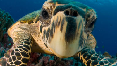 Stay in a kid-friendly Sea Turtle Suite at LaPlaya Beach & Golf Resort. // © 2017 iStock