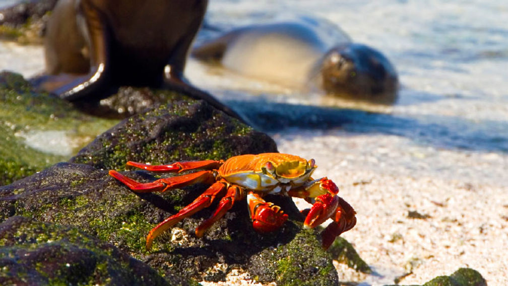 A Look at One Family's Galapagos Island Tour