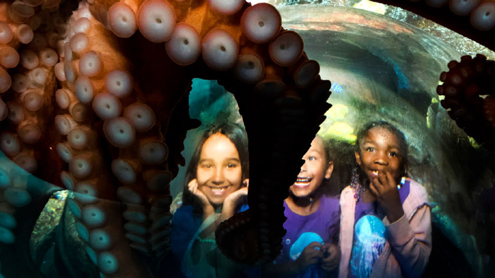 The Noteworthy Evolution of SeaWorld San Diego