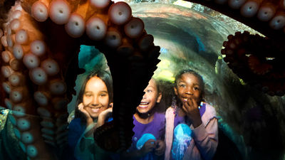 Guests can see giant Pacific octopuses in 1,000-gallon aquariums with a special viewing pop-up bubble built into the habitat.