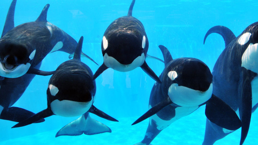 Inside SeaWorld's New Park to Planet Campaign