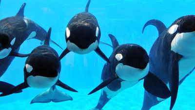 SeawWorld aims to rehab or rescue 31,000 stranded, ill or injured animals. // © 2018 SeaWorld Parks & Entertainment
