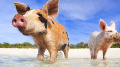 The swimming pigs of Exuma Cays // © 2014 Thinkstock/shalamov 2