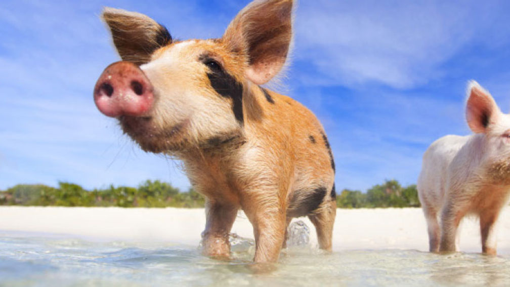 KidFriendly Animals in the Caribbean TravelAge West