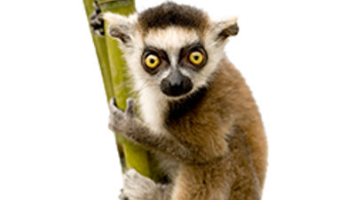 6 Unique African Habitats Debut at San Diego Zoo