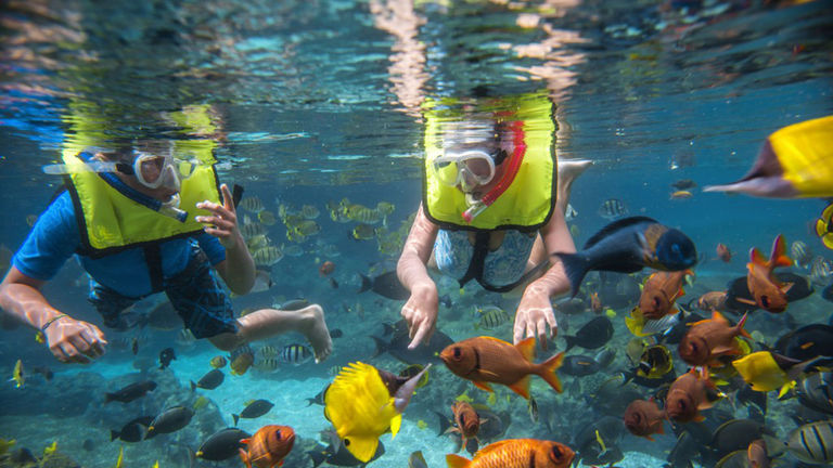 Families can snorkel with thousands of colorful Hawaiian fish in Aulani's Rainbow Reef.