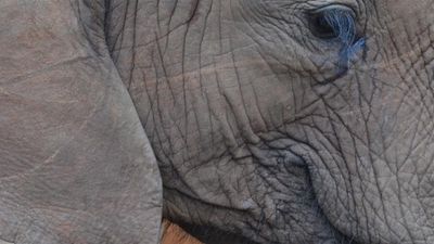 Baby Elephant Rescue at the David Sheldrick Wildlife Trust