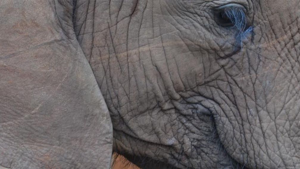Elephants_FEATURE