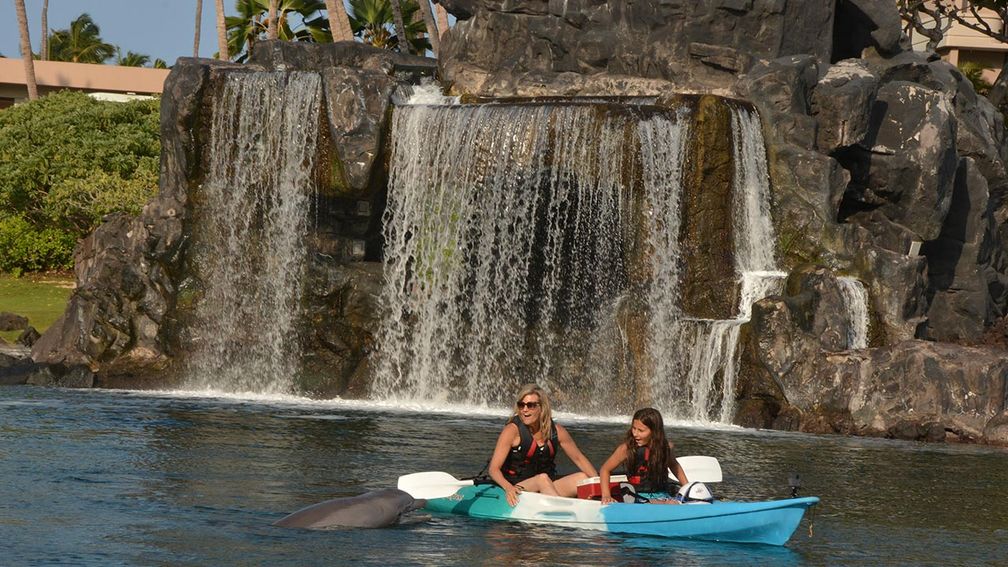 How to Interact With Dolphins at Hilton Waikoloa