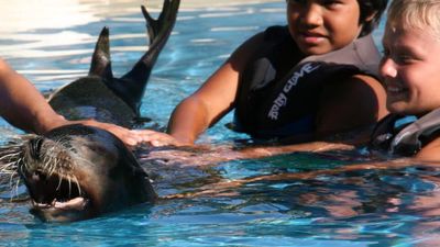 Touching creatures at Maui Ocean Center // © 2013  Sea Life Park 3