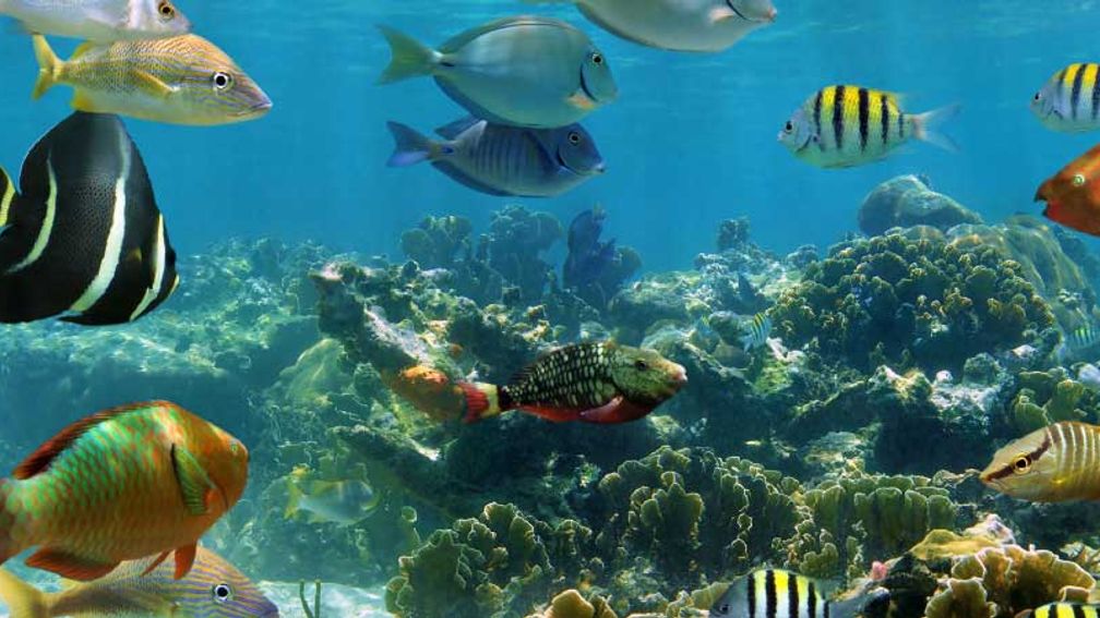 Cozumel, Mexico, has amazing sea life. // © 2013 Thinkstock 2