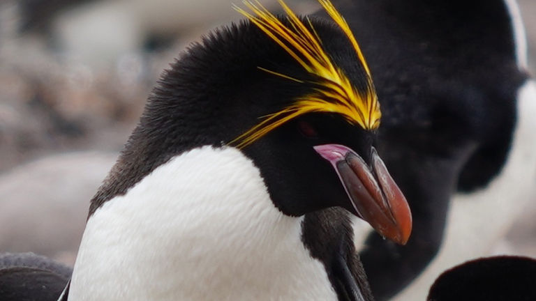 On the cruise, the writer and her son saw four species of penguins, including this lone macaroni penguin.