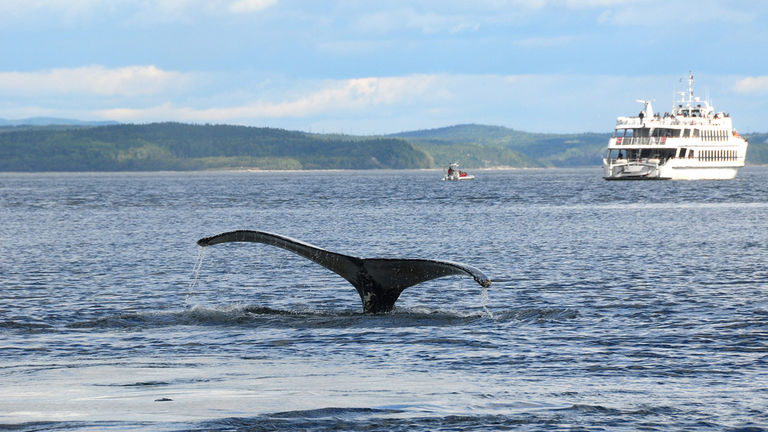 Tadoussac is home to 13 species of whales.