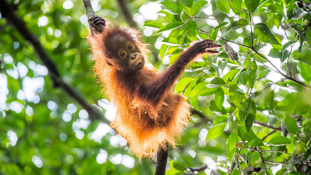 5 Top Ethical Wildlife Experiences for Families