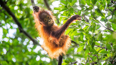 5 Top Ethical Wildlife Experiences for Families