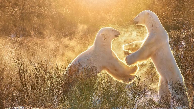 See polar bears with Natural Habitat Adventures.